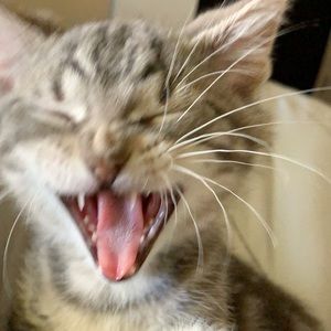 Meet your Posher, Lilly